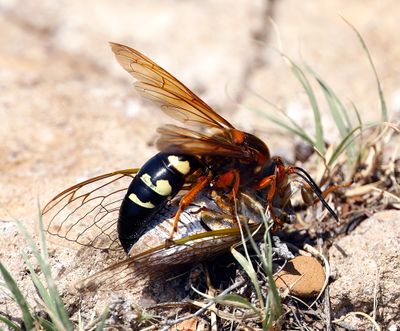 Eastern Cicada Killer