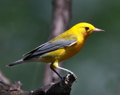 Prothonotary Warbler 
