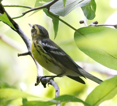 Blackburnian Warbler 
