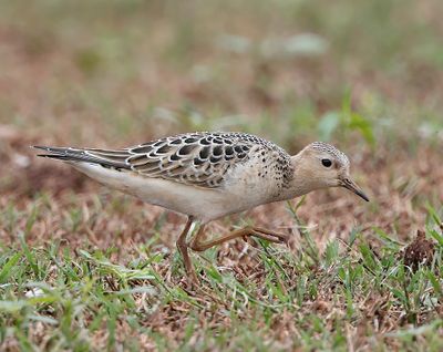 Buff-breasted Sandpiper