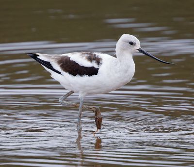 American Avocet