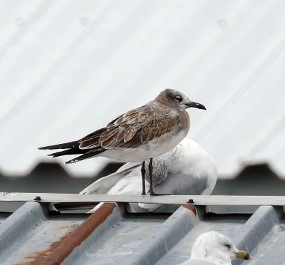 Laughing Gull 