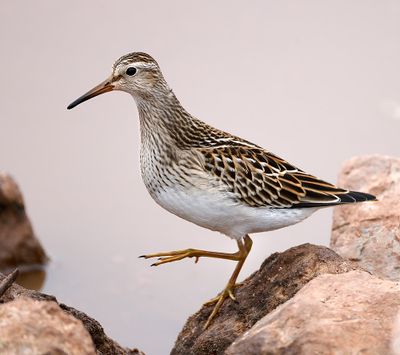 Pectoral Sandpiper