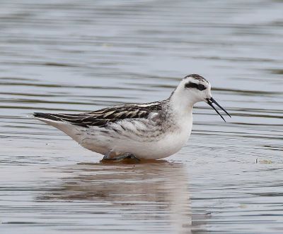 Red-necked Phalarope 