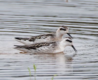 Red-necked Phalarope 