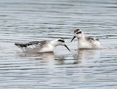 Red-necked Phalarope
