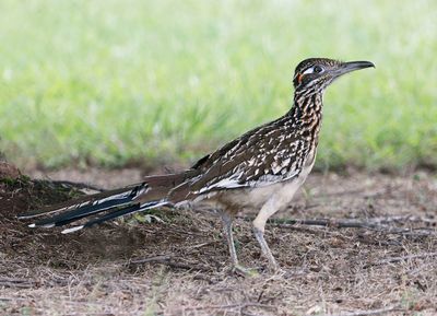 Greater Roadrunner