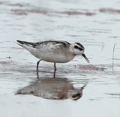 Red-necked Phalarope 