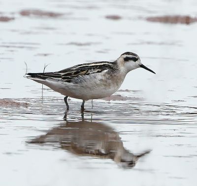 Red-necked Phalarope