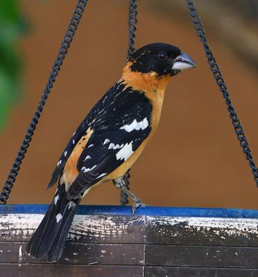 Black-headed Grosbeak