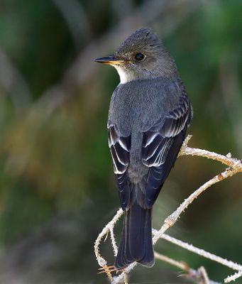 Western Wood-Pewee