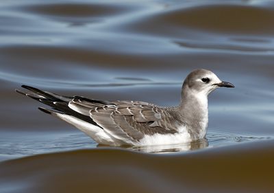 Sabine's Gull