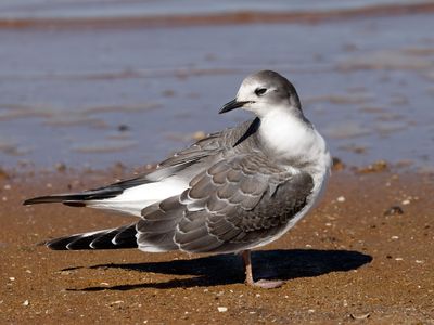 Sabine's Gull