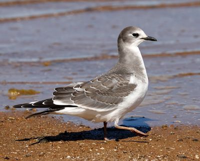 Sabine's Gull 