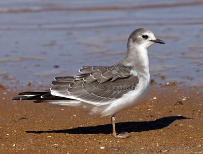 Sabine's Gull