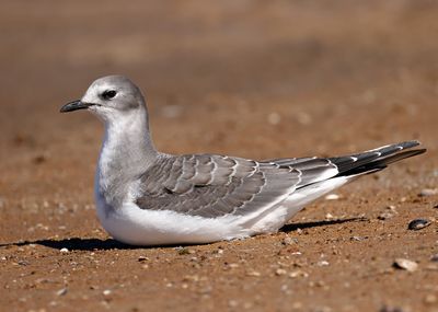 Sabine's Gull