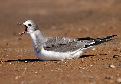 Sabine's Gull