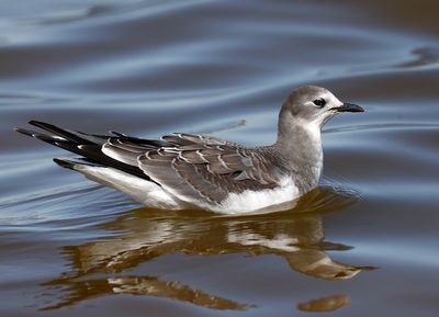 Sabine's Gull