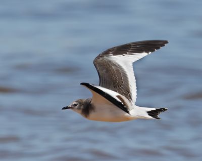 Sabine's Gull