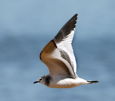Sabine's Gull