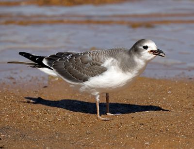 Sabine's Gull