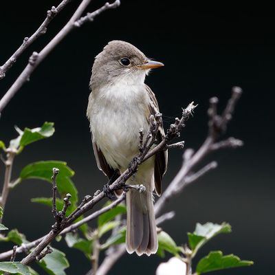 Willow Flycatcher