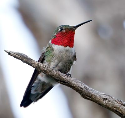 Broad-tailed Hummingbird