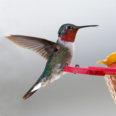 Broad-tailed Hummingbird