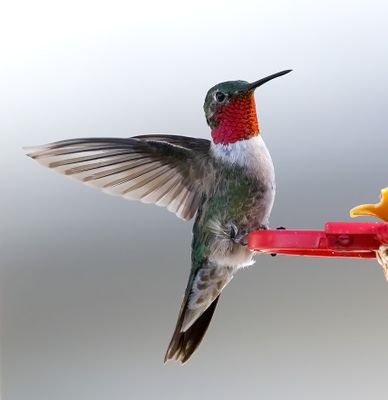 Broad-tailed Hummingbird