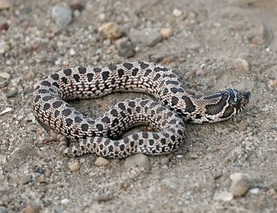 Plains Hog-nosed Snake 