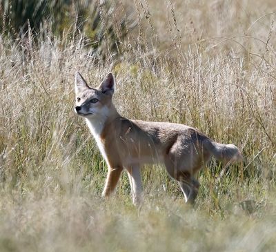 Swift Fox