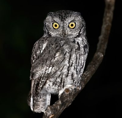Western Screech-Owl