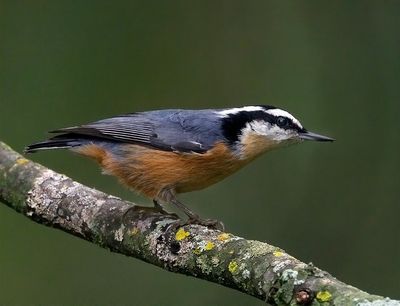 Red-breasted Nuthatch