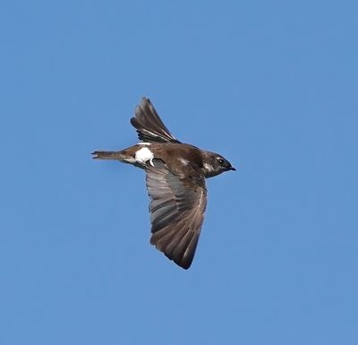 Violet-greeen Swallow