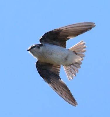 Violet-green Swallow