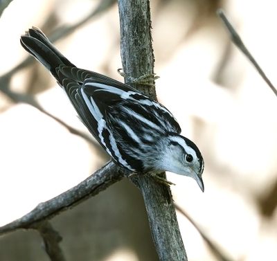 Black-and-white Warbler