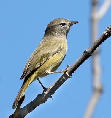 Orange-crowned Warbler