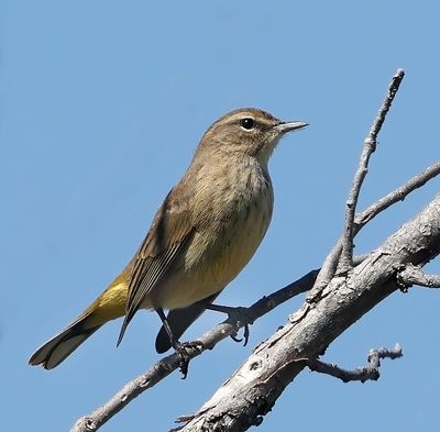 Palm Warbler 