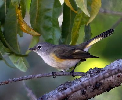 American Redstart