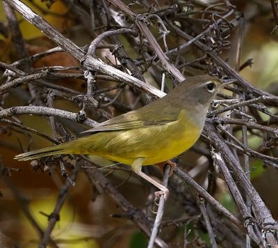MacGillivray's Warbler