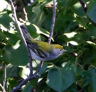 Chestnut-sided Warbler 