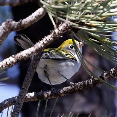 Chestnut-sided Warbler 