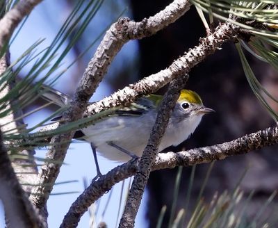 Chestnut-sided Warbler