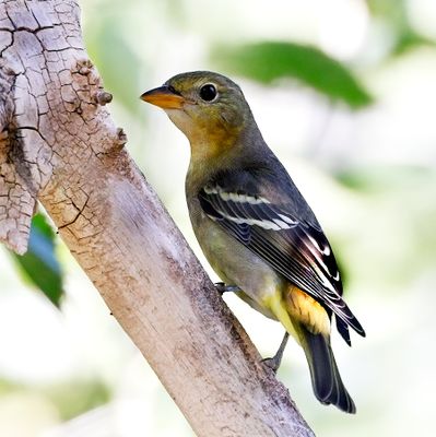 Western Tanager