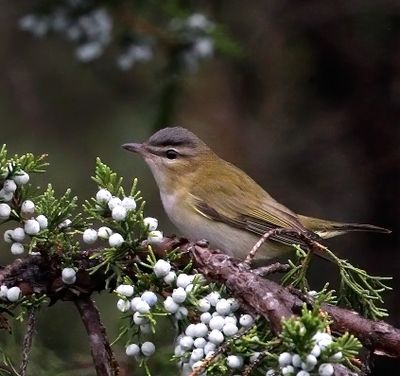 Red-eyed Vireo 