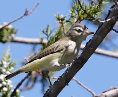 Western Warbling-Vireo