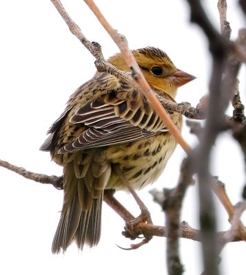 Bobolink