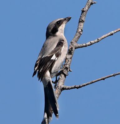 Loggerhead Shrike