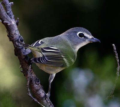Plumbeous Vireo