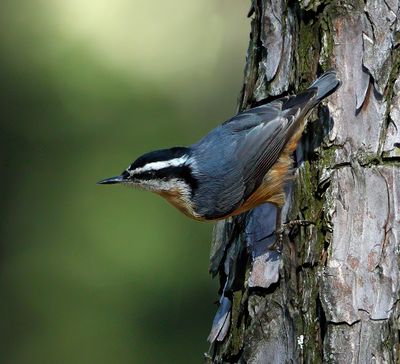 Red-breasted Nuthatch